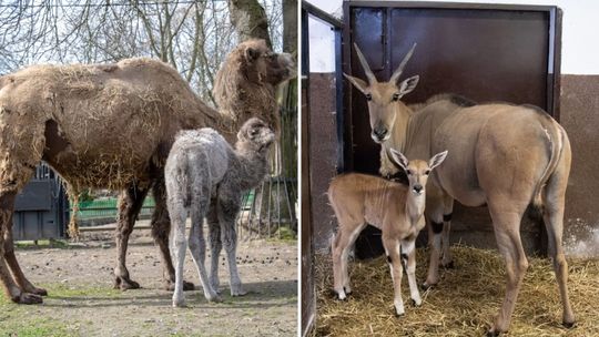 Baby boom w chorzowskim zoo trwa w najlepsze. Właśnie powitano w nim Indirę i Matyldę