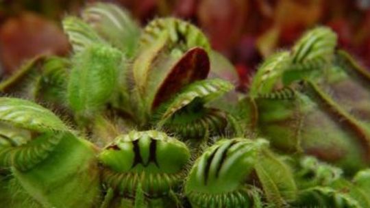 Carnivorous Plants w Śląskim Ogrodzie Zoologicznym