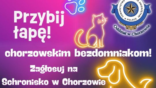 Chorzowskie schronisko z szansą na 40 tysięcy zł. Wszystko w rękach internautów!