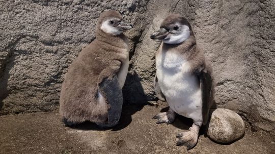 Chorzowskie zoo zyskało nowych mieszkańców. Na świat przyszły pingwiny