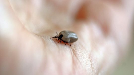 DZ: Kleszcze: Którą grupę krwi wybierają chętniej? Czescy naukowcy zbadali sprawę i wiedzą, kto jest najbardziej zagrożony ukąszeniem kleszcza