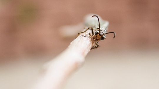 DZ: Plaga owadów nad Chorzowem? To najprawdopodobniej latające mrówki w okresie godowym