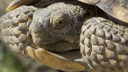 DZ:  Śląski Ogród Zoologiczny: Żółw pustynny zyskał imię Franklin