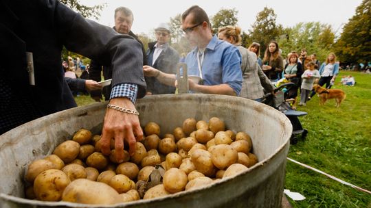 Dzień kartofla w chorzowskim skansenie