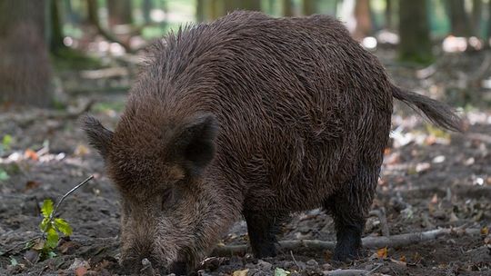 ESKA: Masowy protest przeciwko rzezi dzików! Buntują się nawet myśliwi