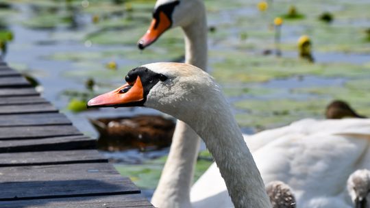 Łabędź z Żabich Dołów cały i zdrowy. Pomogły służby i Leśne Pogotowie