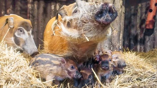 Narodziny świń rzecznych w chorzowskim zoo