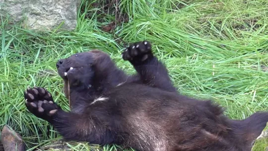 Nowe woliery dla rosomaków i rysi w Śląskim Ogrodzie Zoologicznym