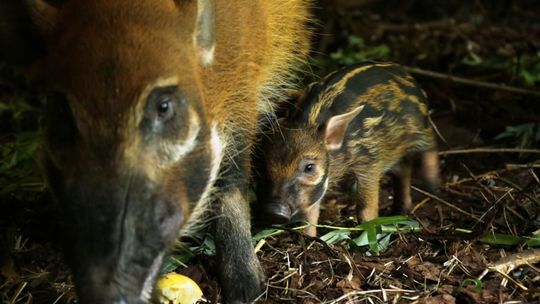 Nowi mieszkańcy śląskiego zoo. Na świat przyszły świnki rzeczne