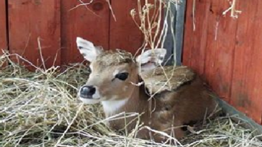 Nowy mieszkaniec Śląskiego Ogrodu Zoologicznego