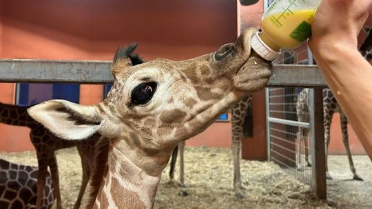 Nowy przychówek w chorzowskim zoo. To żyrafa o imieniu Lilo [ZDJĘCIA]