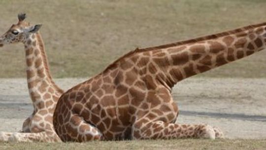  Plebiscyt DZ: wybierz imię dla żyrafki z chorzowskiego zoo!