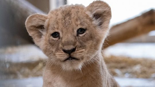 Podsumowanie 2023 roku w chorzowskim zoo. "Dzięki zaangażowaniu personelu oraz wsparciu odwiedzających udało się osiągnąć wiele sukcesów"