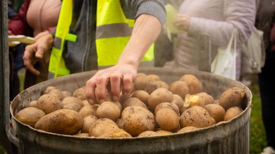 Pora na wykopki! Przed nami Dzień Kartofla w chorzowskim Skansenie