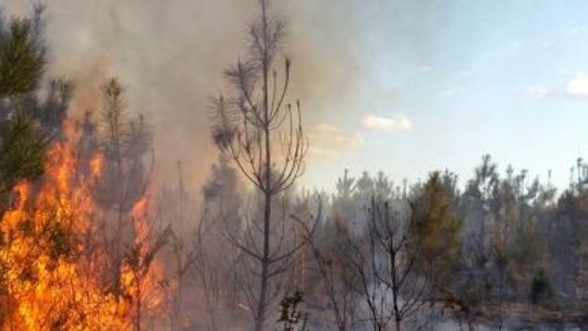 Pożar nieużytków na Nomiarki