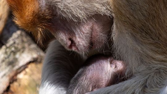 Przeprowadzka, narodziny i pożegnanie - marzec w chorzowskim zoo