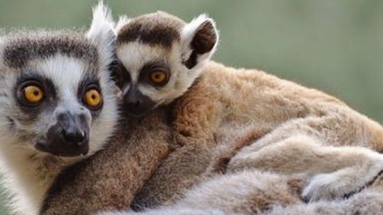 SILESION: Lemurowe święto w chorzowskim ZOO