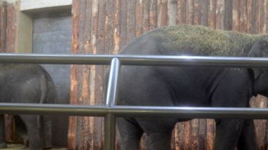 Słonie oficjalnie powitane w chorzowskim ZOO