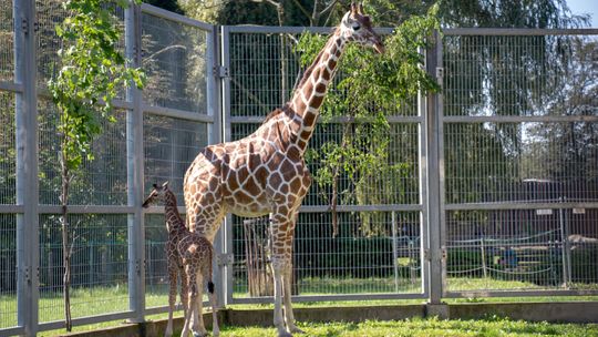 W chorzowskim zoo urodziła się żyrafa. To pierwszy przychówek tego gatunku po siedmioletniej przerwie!