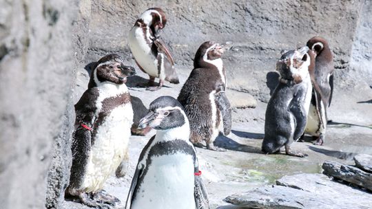 Zimowa przeprowadzka w chorzowskim zoo. Pingwiny opuściły wybieg zewnętrzny