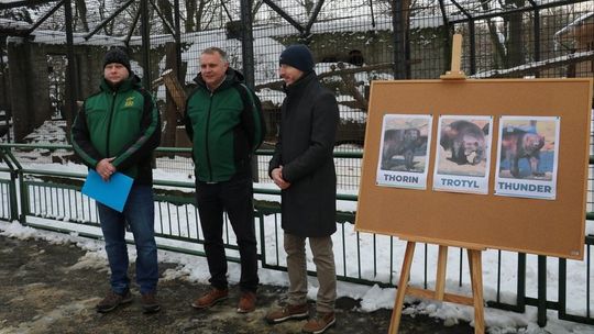 Znamy już imiona chorzowskich rosomaków. Zoo rozstrzygnęło konkurs