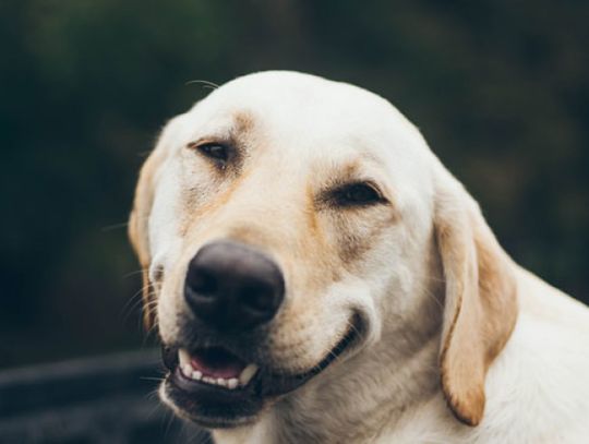 1 lipca zabierz w podróż psa!