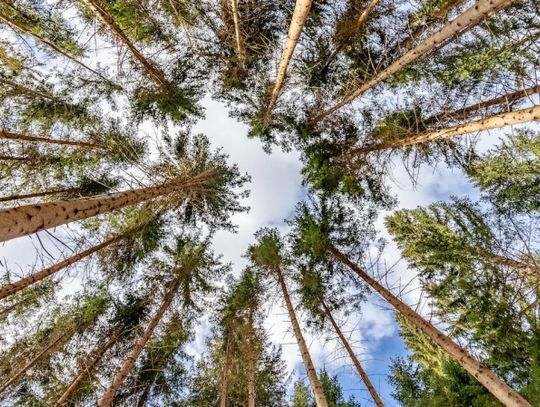 5 powodów, dla których spacer po ścieżce w koronach drzew w Karkonoszach to idealny weekendowy wypad