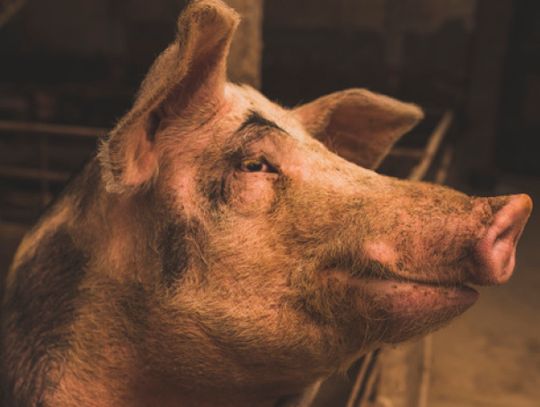 Afrykański pomór świń