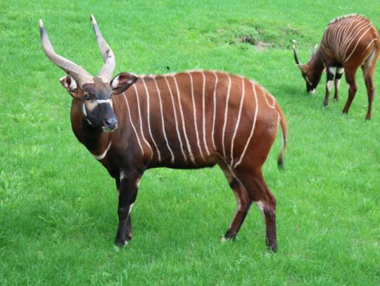 Antylopy bongo zamieszkały w śląskim zoo