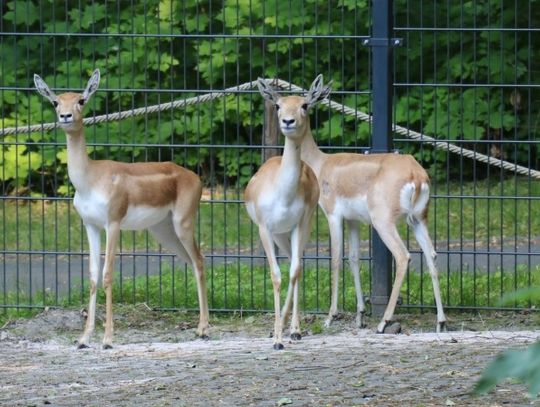 Antylopy indyjskie - nowi mieszkańcy Śląskiego zoo