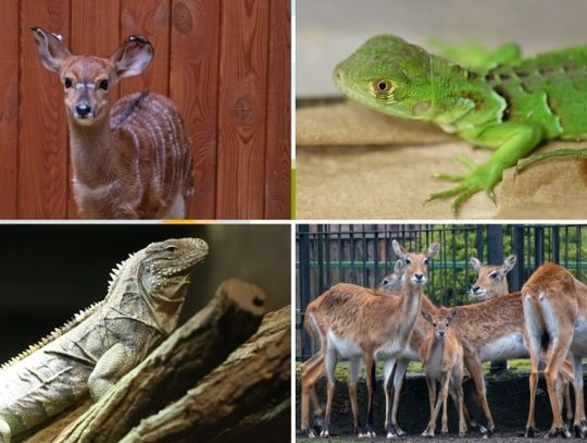 Baby boom w chorzowskim zoo. Na świat przyszli przedstawiciele kilku gatunków