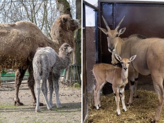 Baby boom w chorzowskim zoo trwa w najlepsze. Właśnie powitano w nim Indirę i Matyldę