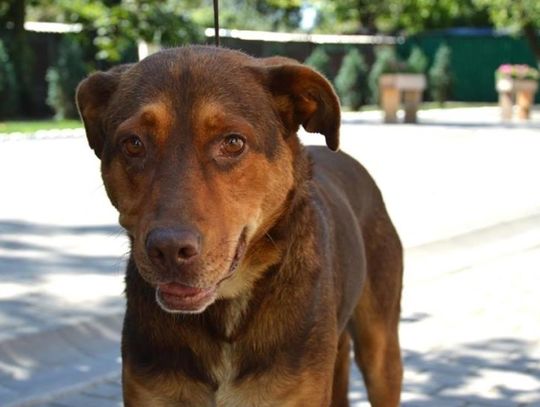 Bitcoin na rzecz chorzowskiego schroniska