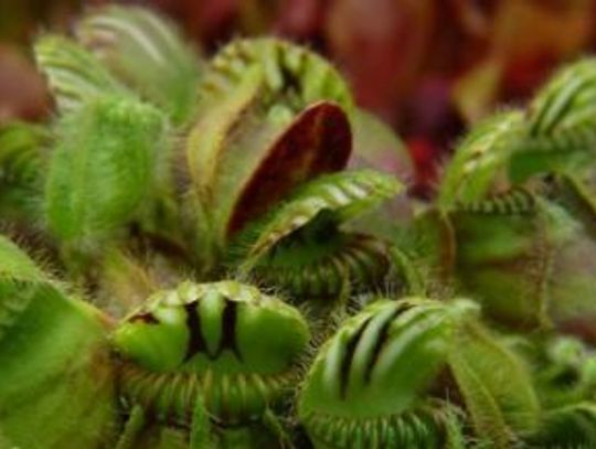 Carnivorous Plants w Śląskim Ogrodzie Zoologicznym