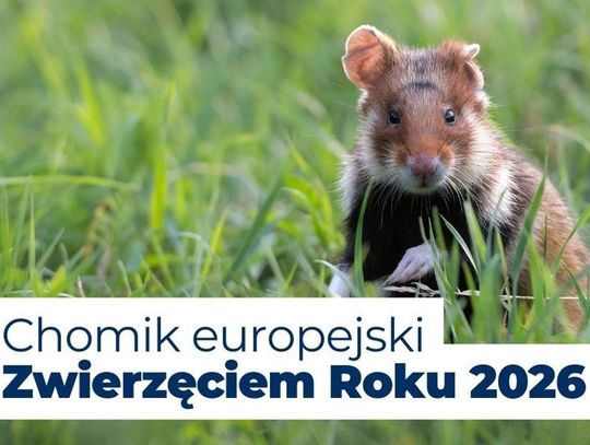 Chomik europejski Zwierzęciem Roku 2026! Spotkacie go m. in. na Śląsku Chomik europejski Zwierzęciem Roku 2026! Spotkacie go m. in. na Śląsku