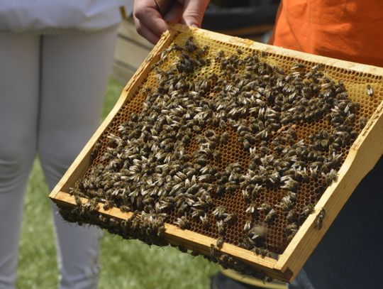 Chorzów miodem płynący