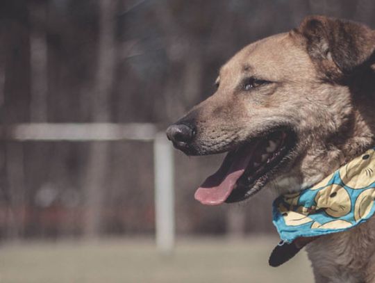 Chorzów pomaga zwierzakom w najtrudniejszym okresie roku