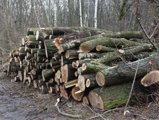 Chorzowscy radni interweniują w sprawie... Góry Hugona!