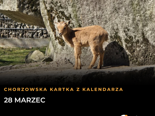 Chorzowska Kartka z Kalendarza - 28 marzec: Niedokończone derby, narodziny w ZOO i wielka rocznica w Teatrze. A dziś Jarmark na Bocznej! Chorzowska Kartka z Kalendarza - 28 marzec: Niedokończone derby, narodziny w ZOO i wielka rocznica w Teatrze. A dziś Jarmark na Bocznej!