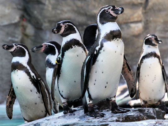 Chorzowska kolonia pingwinów znów się powiększyła! Nieloty do śląskiego zoo przyjechały z niemieckiego Halle