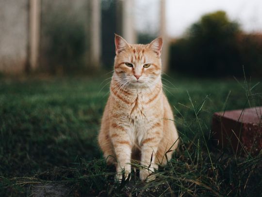 Chorzowski pakiet dla dzikich kotów