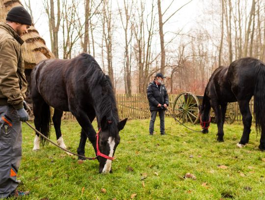 Chorzowski skansen ma nowych mieszkańców