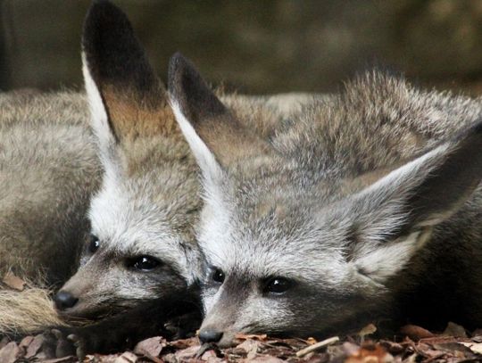 Chorzowskie otocjony zamieszkały już w swoim nowym domu! Zyskają również odwiedzający Śląskie ZOO