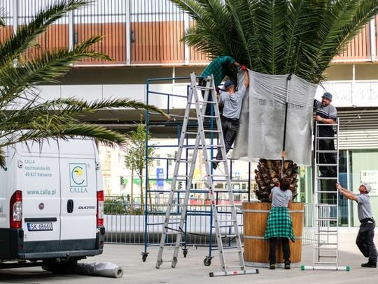 Chorzowskie palmy przezimują w Katowicach
