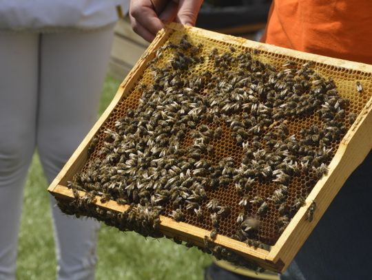 Chorzowskie pszczoły wzięły się do pracy