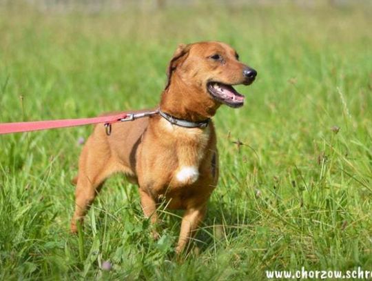 Chorzowskie Schronisko zaprasza na Piknik z Kundelkiem