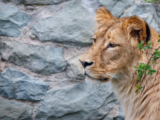Chorzowskie zoo ma nową mieszkankę