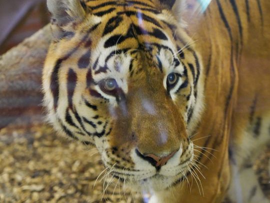 Chorzowskie zoo znów ma tygrysa. Zwiedzający mogą go już podziwiać na wybiegu