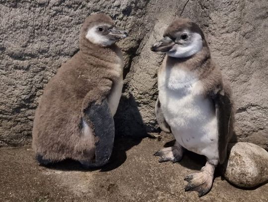 Chorzowskie zoo zyskało nowych mieszkańców. Na świat przyszły pingwiny