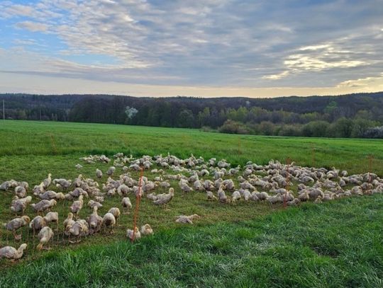 Co mają wspólnego zielone Pastwiska we wsi Nowolesie (42ha szczęścia) i hodowla drobiu w mobilnych kurnikach Tomasza Majdy